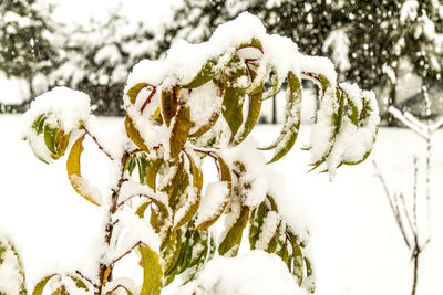 Close-up of frozen plant during winter