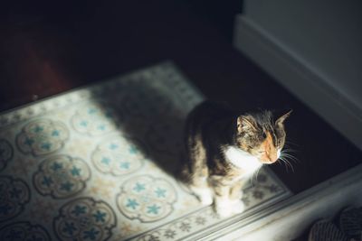 High angle view of cat sitting at home