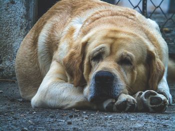 Close-up portrait of a dog resting