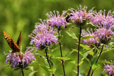 Close-up of purple flowers