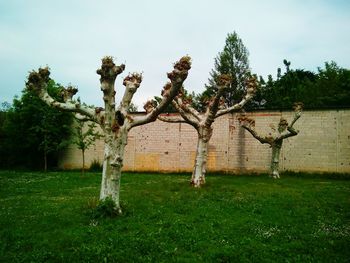 Trees on grassy field