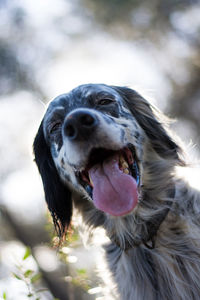 Close-up of dog looking away in forest