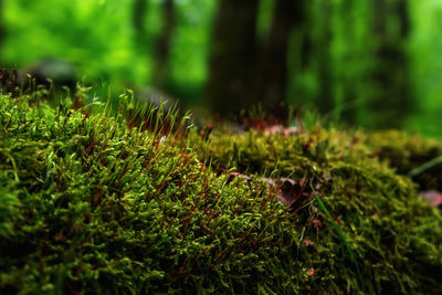 Close-up of plants growing on field