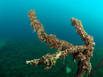 Close-up of plant undersea