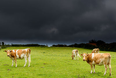 Cows grazing on field against sky