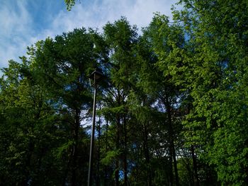 Low angle view of trees in forest against sky