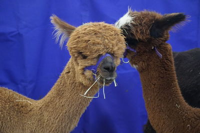 Close-up of two horses