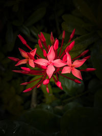 Close-up of pink flowers