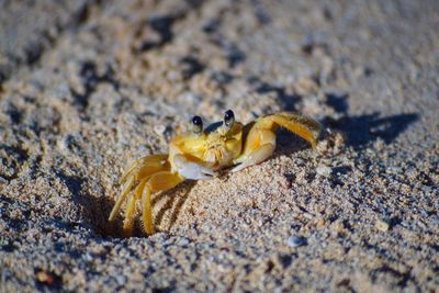 Close-up of crab on sand at beach