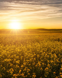 Rapeseed Field