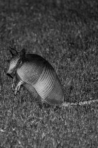 Side view of a reptile on field