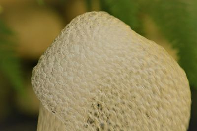 Close-up of lizard