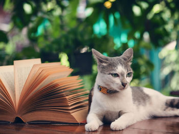 Close-up of cat on book