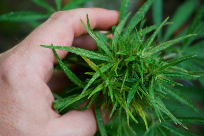 Close-up of hand holding leaves