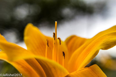 Close-up of yellow day lily blooming outdoors