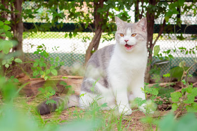 Portrait of cat sitting on land