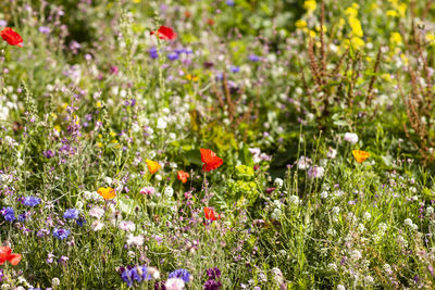 Fresh purple flowers in field