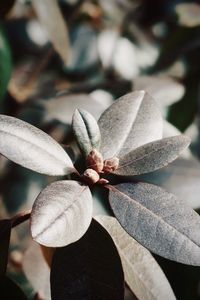 High angle view of autumnal leaves on plant