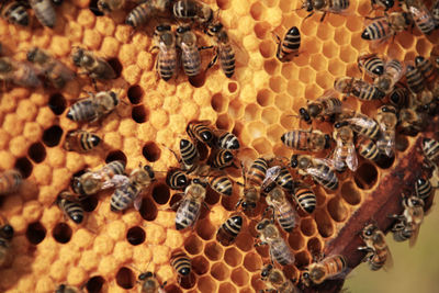 Close-up of bee on the wall