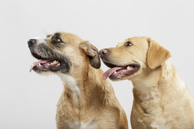 Close-up of dogs looking away while sticking out tongue against white background