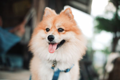 Close-up of dog looking away