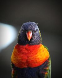 Close-up of a parrot