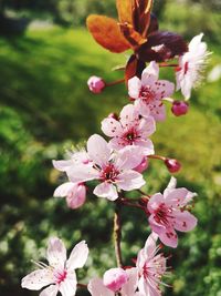 Close-up of pink cherry blossoms