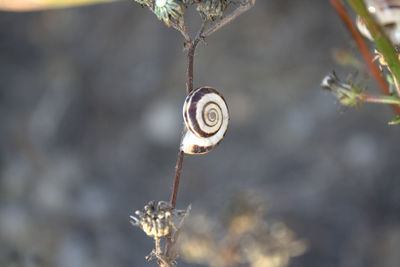 Close-up of snail on plant