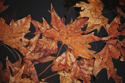 Close-up of dry maple leaves during autumn