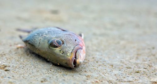 Close-up of fish on beach