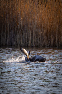 Side view of a bird flying in water