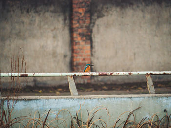 Bird perching on wall