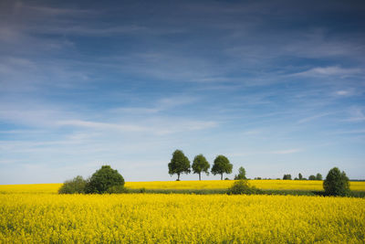 Scenic view of oilseed rape field against sky