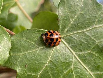 Close-up of ladybug on leaf