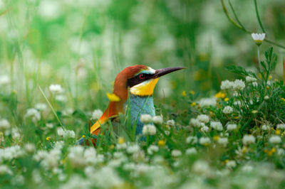 Close-up of bird perching on plant