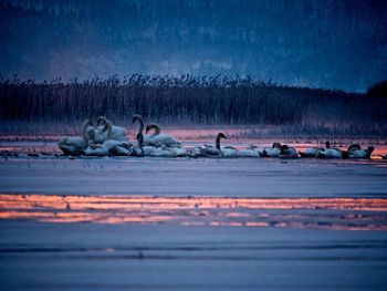 Flock of birds in the sea during winter