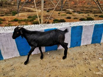 Side view of horse standing on land