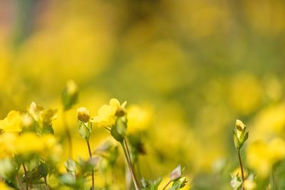 Close-up of yellow flowering plant on field