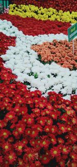 High angle view of red flowering plants