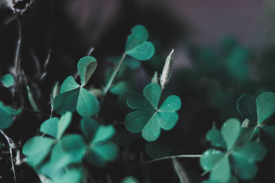 High angle view of plant