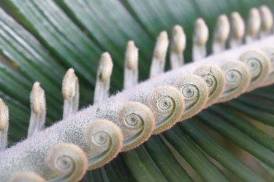 Natural palm leaf art