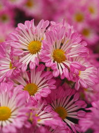 Close-up of pink flowers