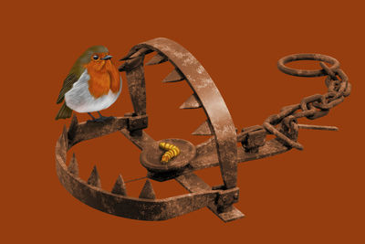 bird
