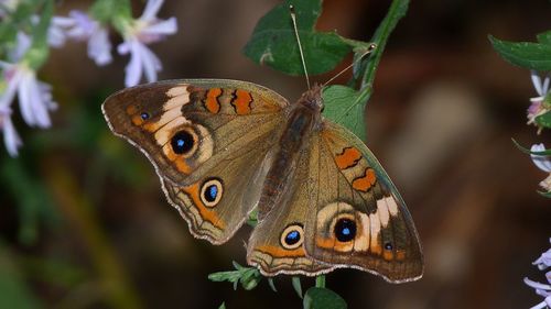 Close-up of butterfly on flower