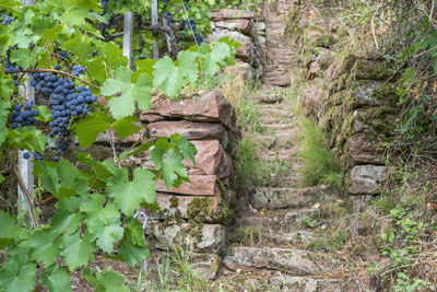 Plants growing on field by wall