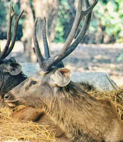 Close-up of deer on field