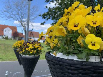 Close-up of yellow flowers in pot