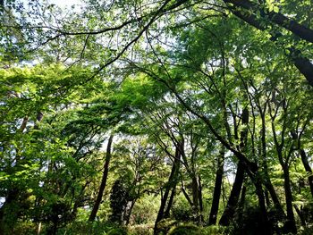 Low angle view of bamboo trees in forest