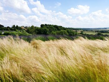 Scenic view of field against sky