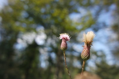 Close-up of flowering plant